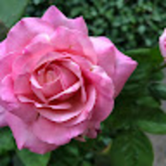 stephaniecar220